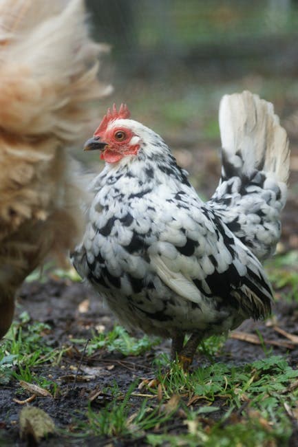 Speckled hen showing its beautiful feather pattern while standing on farm ground