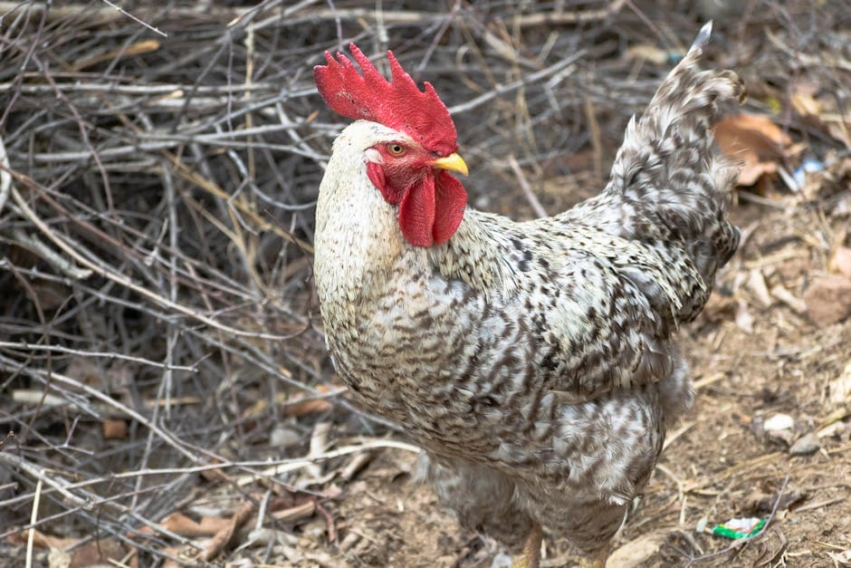 Speckled rooster standing confidently on natural ground