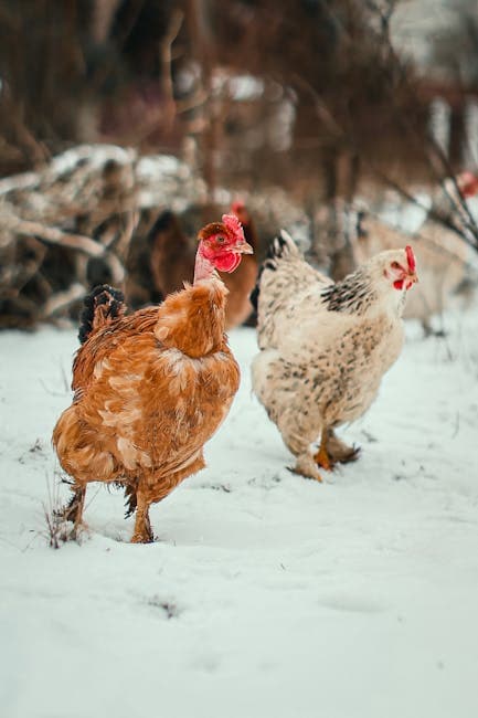 Two chickens exploring a snowy farm landscape during winter