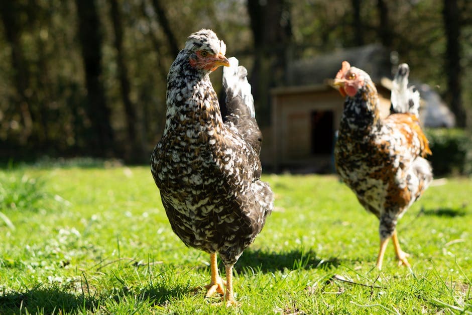 Two chickens walking together on grass after a successful flock introduction