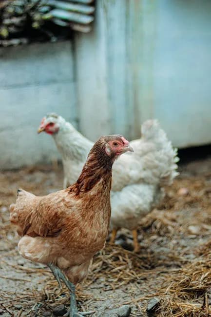 Raising Chickens in Georgia: 2026 Laws & Best Breeds