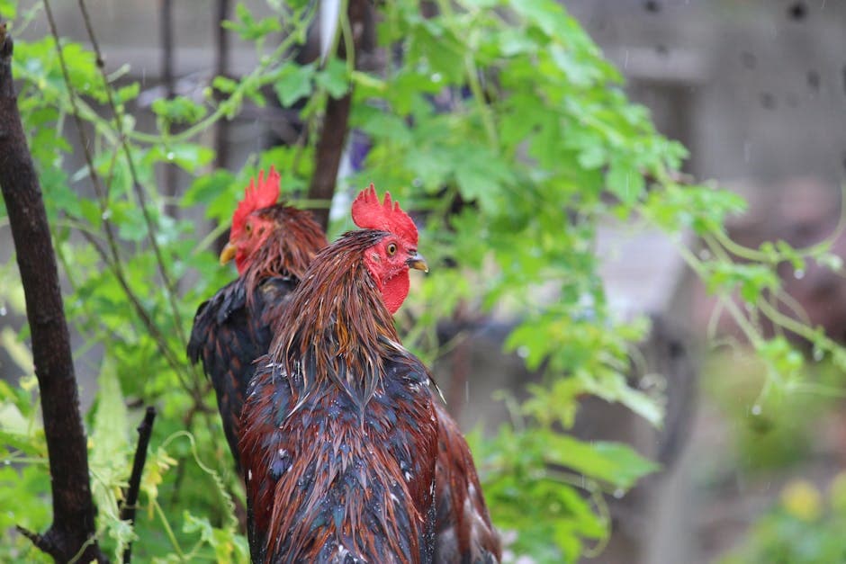 Two roosters standing among lush green plants in a natural outdoor setting
