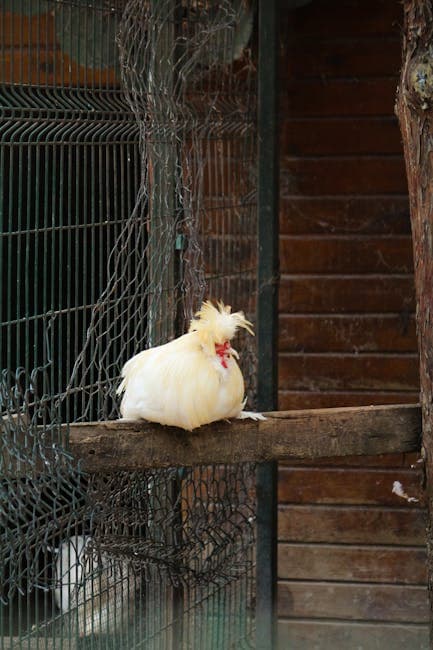 Delaware Chicken: Complete Breed Guide (Eggs, Size, Temperament)