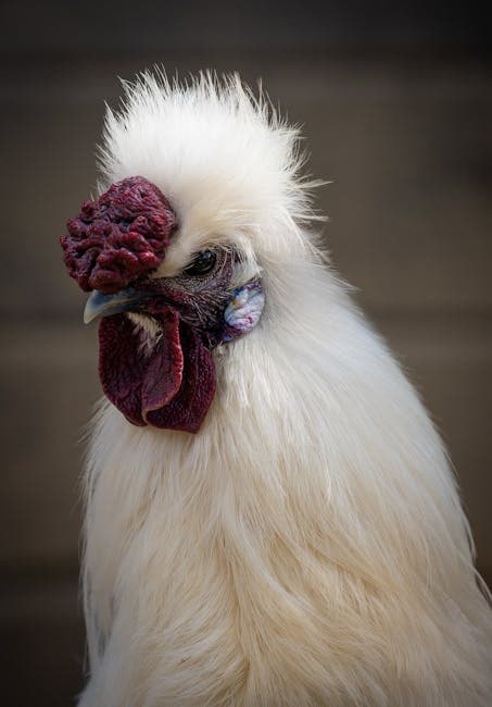 White crested rooster showing its dramatic head feathers up close