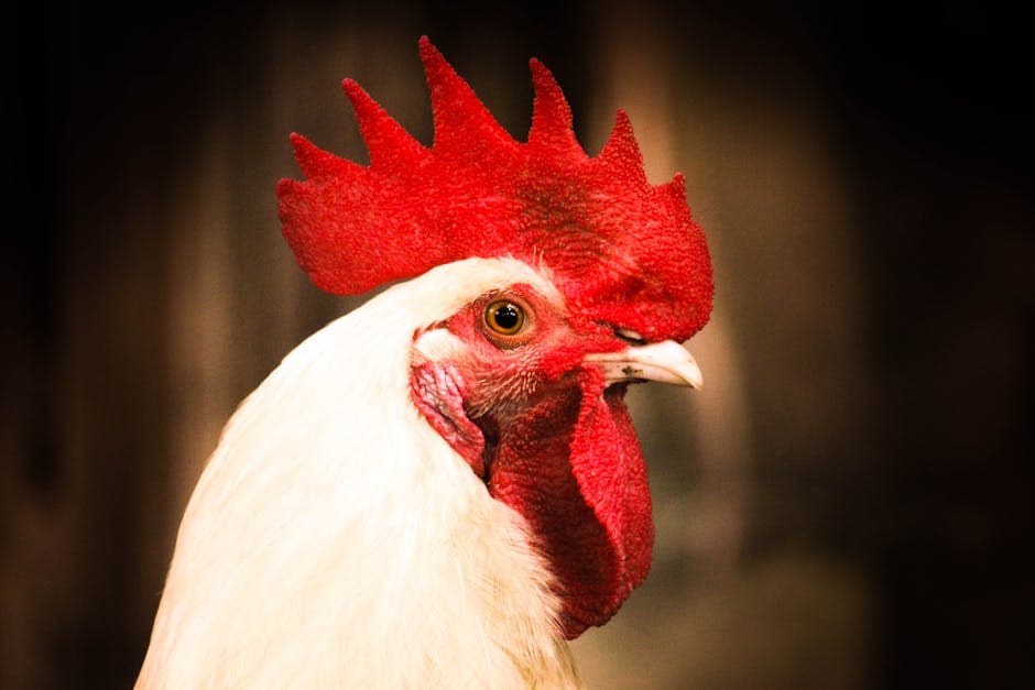 Vibrant close-up portrait of a white Leghorn rooster with bright red comb against a dark background