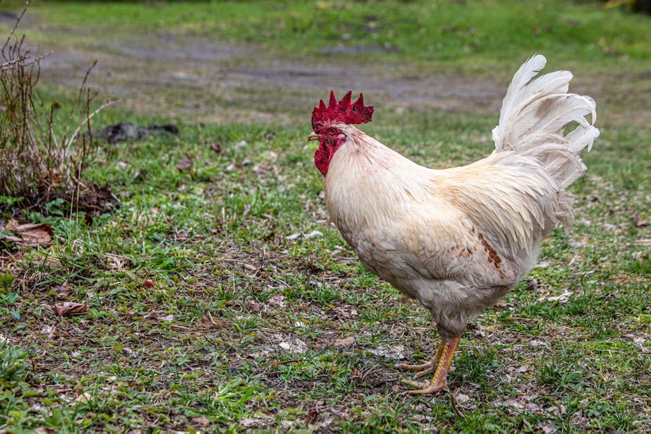 A white rooster exploring a lush garden area, showing typical free-range behavior