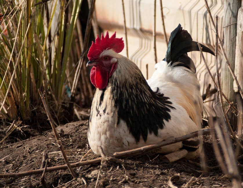 Sussex Chicken: Complete Breed Guide (Eggs, Size, Care)