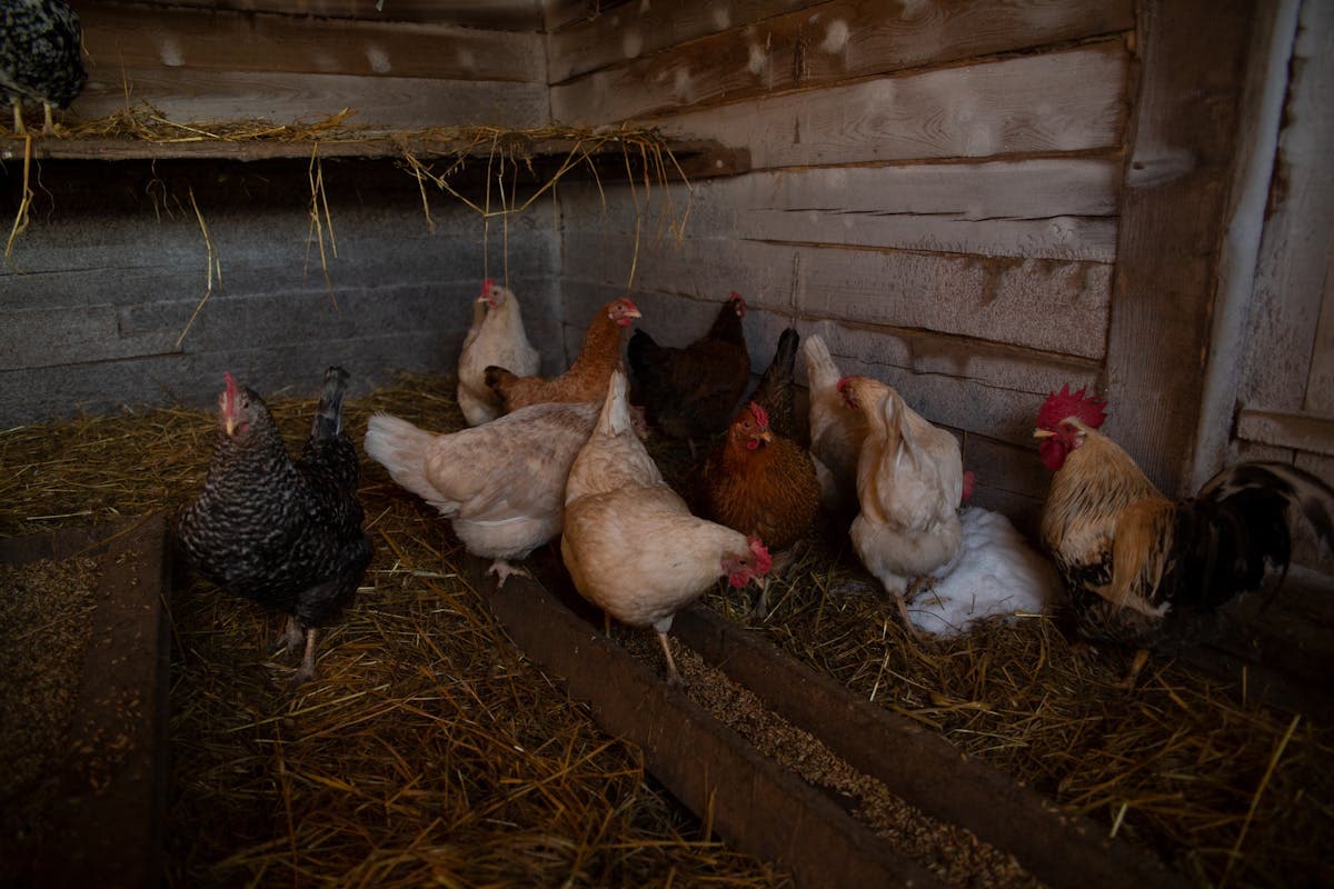 Chickens free-ranging near a barn