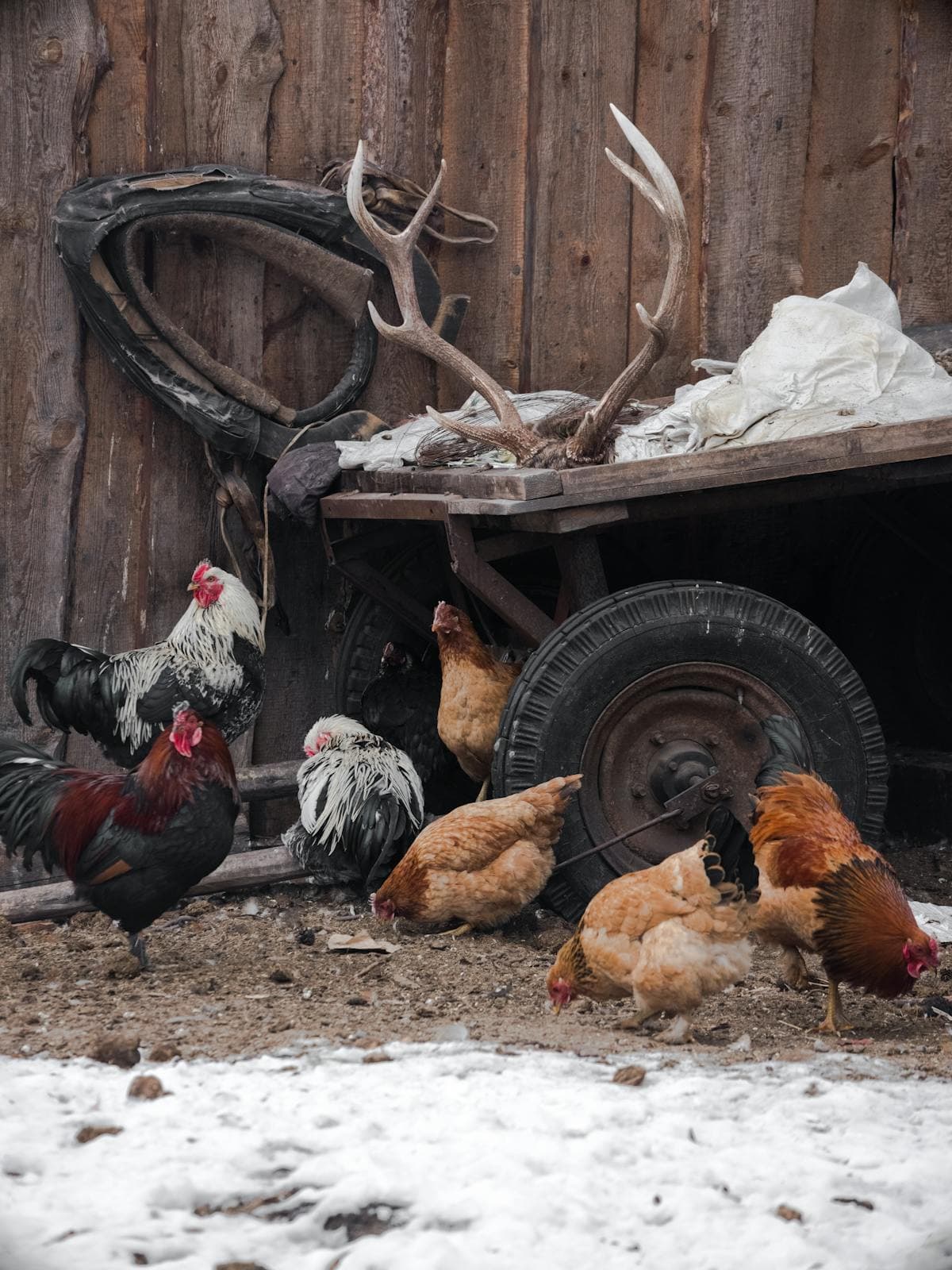 A hen walking in a farmyard