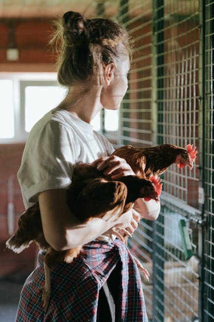 Woman tending to chickens inside a henhouse in warm weather