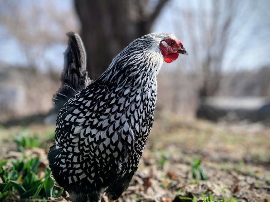 Close-up of a Silver Laced Wyandotte chicken with intricate feather pattern highlighted by natural light