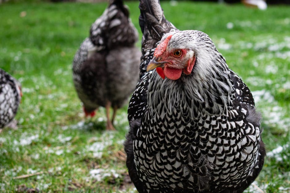 Silver Laced Wyandotte chickens grazing together in a backyard setting