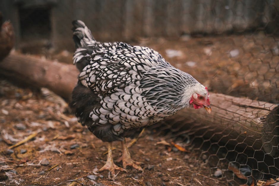 Silver Laced Wyandotte hen resting comfortably inside a well-maintained chicken coop