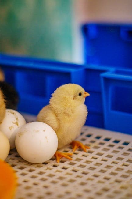 A cute yellow chick sitting next to eggs inside an incubator, showing new life beginning
