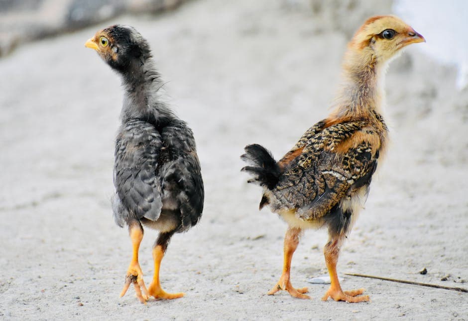 Two young chickens feathering out and standing on a concrete surface