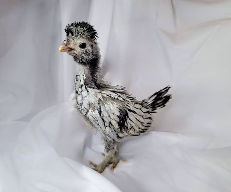 Fluffy young Polish chicken showing its developing crest feathers