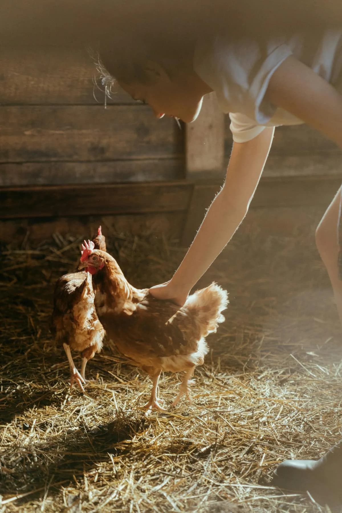 Free-range chickens on a farm