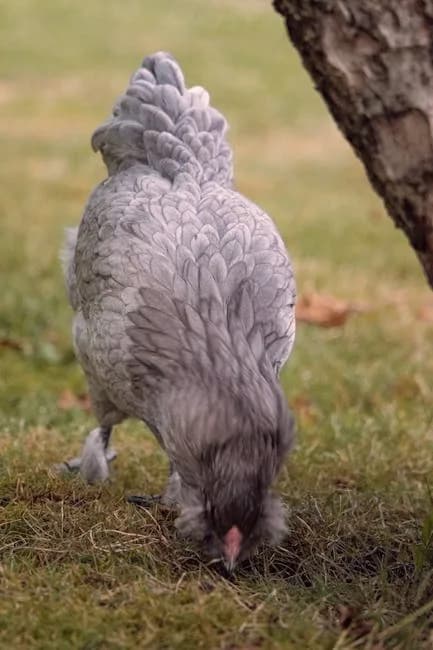 Ameraucana Chicken Breed Guide: Eggs, Care, Traits