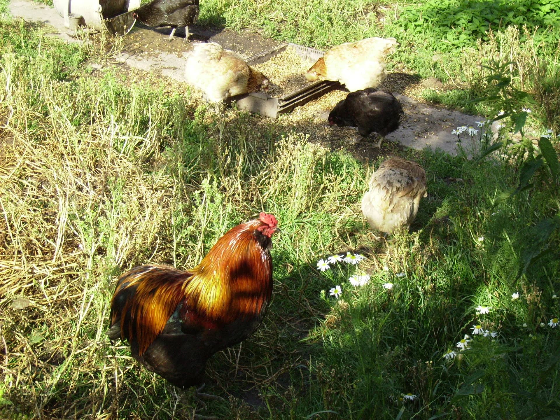Araucana Chicken Breed Guide: Blue Eggs, Tufts, Care
