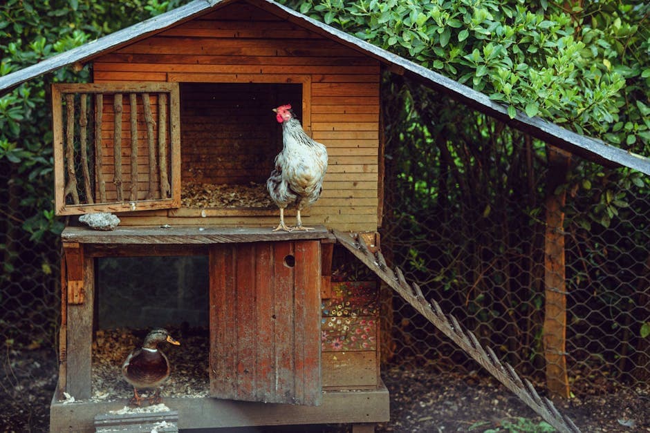 Chickens near a coop in an Arkansas backyard