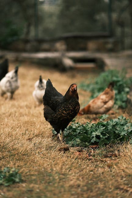 Free-range chickens on green grass