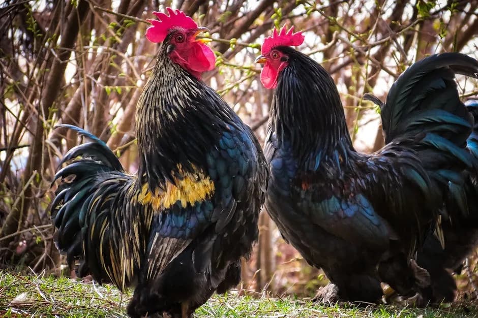 Black Australorp chickens in a rural setting
