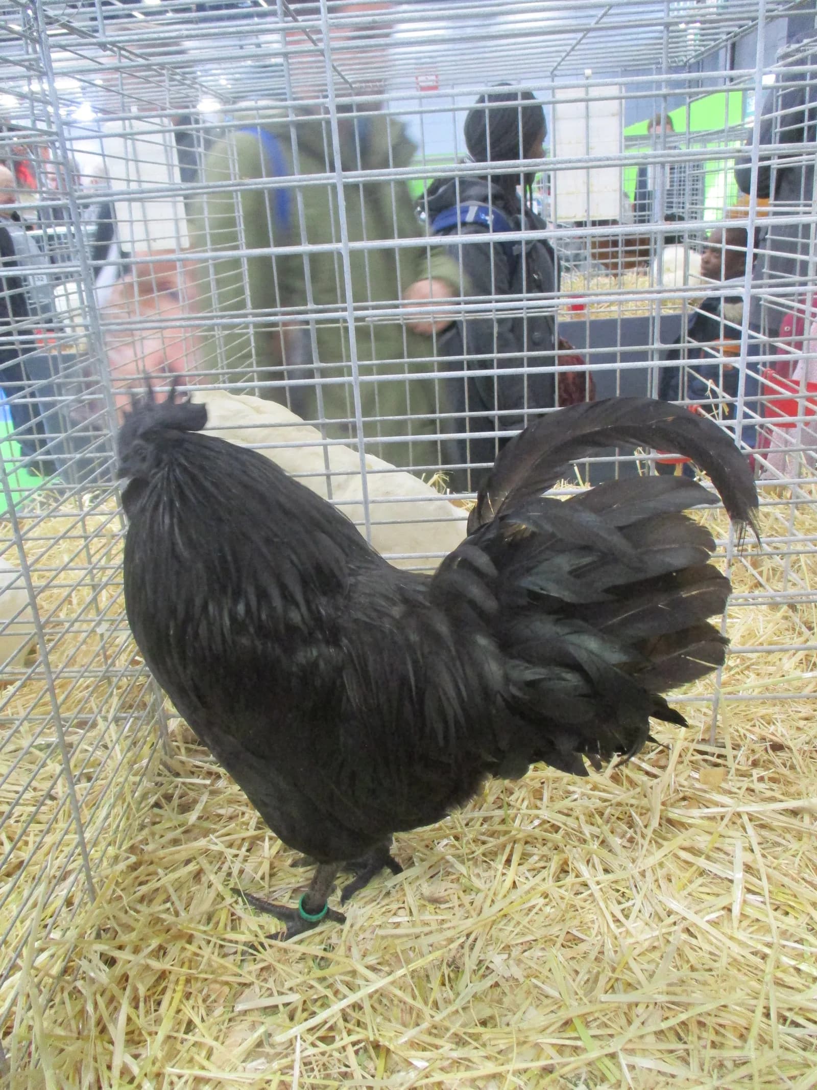 Ayam Cemani Breed Guide: The All-Black Chicken (2026)