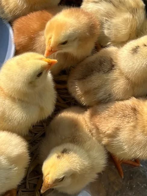 Baby chicks basking in warm sunlight with fluffy yellow feathers