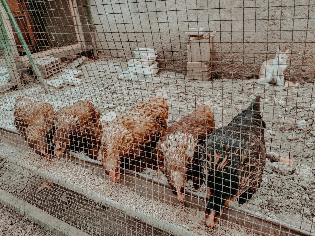 Backyard chickens eating feed in a coop