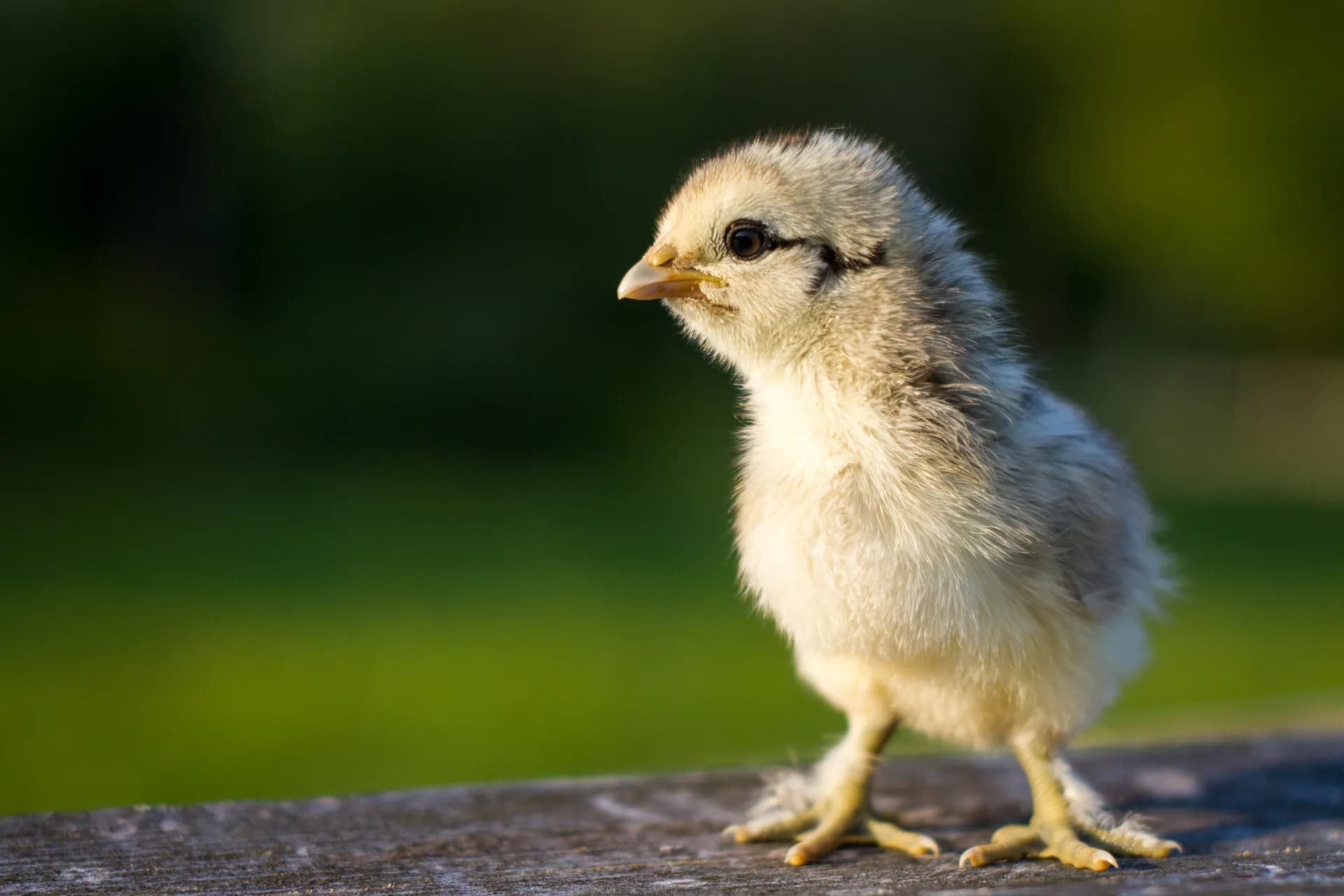 Young bantam chick close up