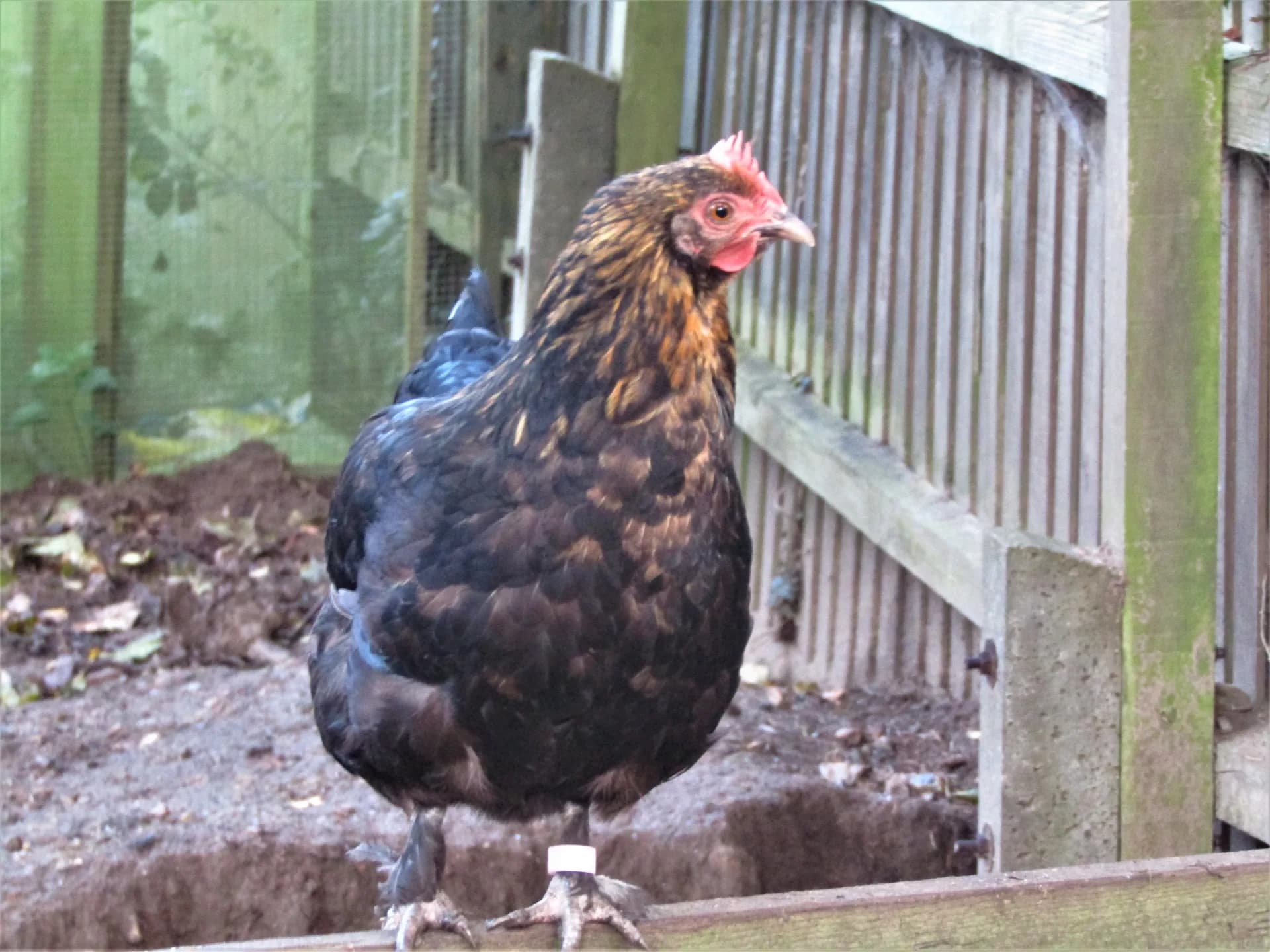 Bantam chicken foraging on grass