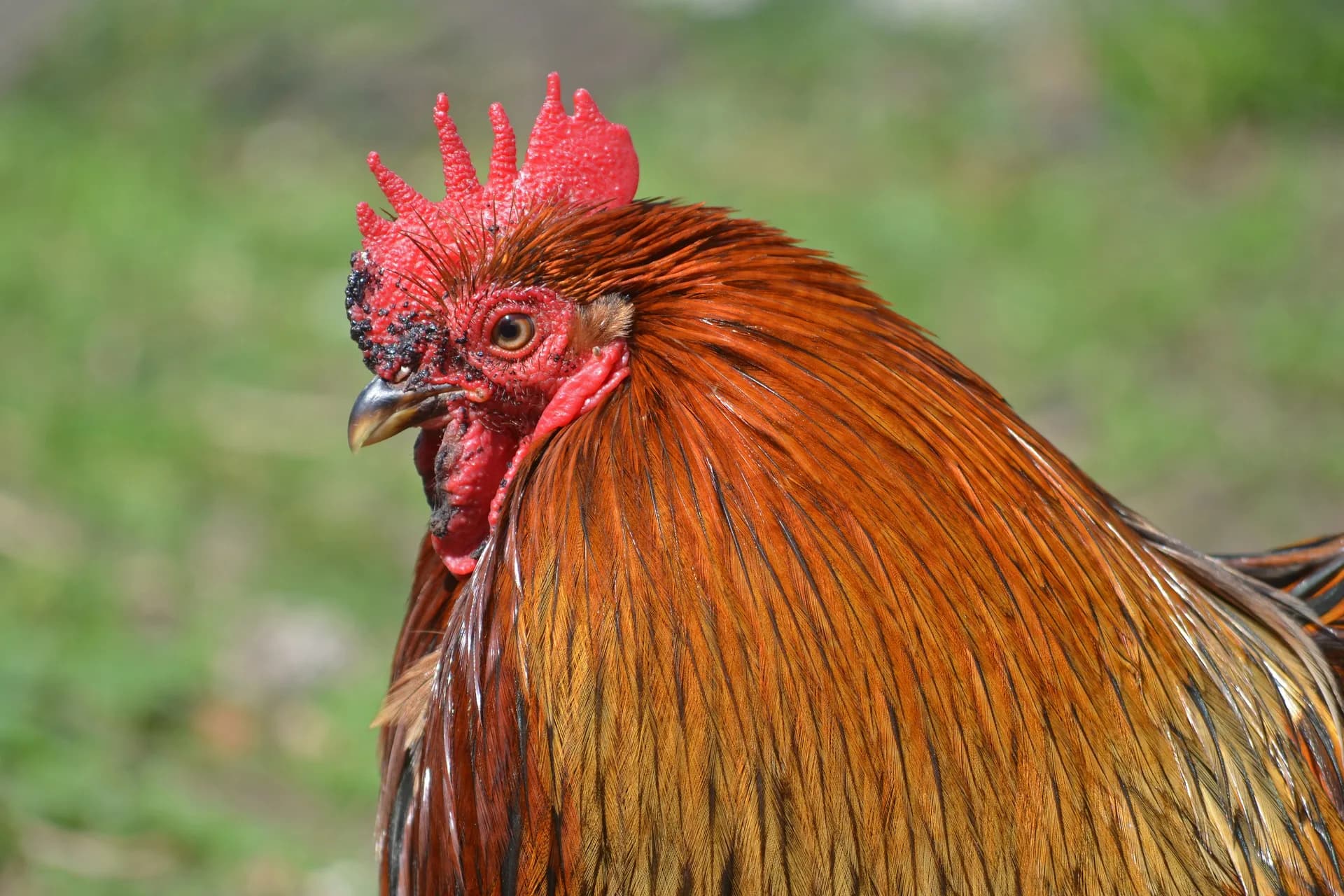 Bantam Chickens: Breeds, Care, and Egg Facts