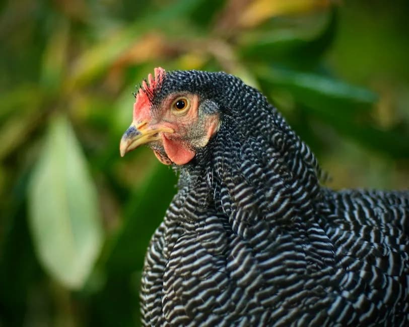 A barred Plymouth Rock chicken with distinctive black and white striped feathers