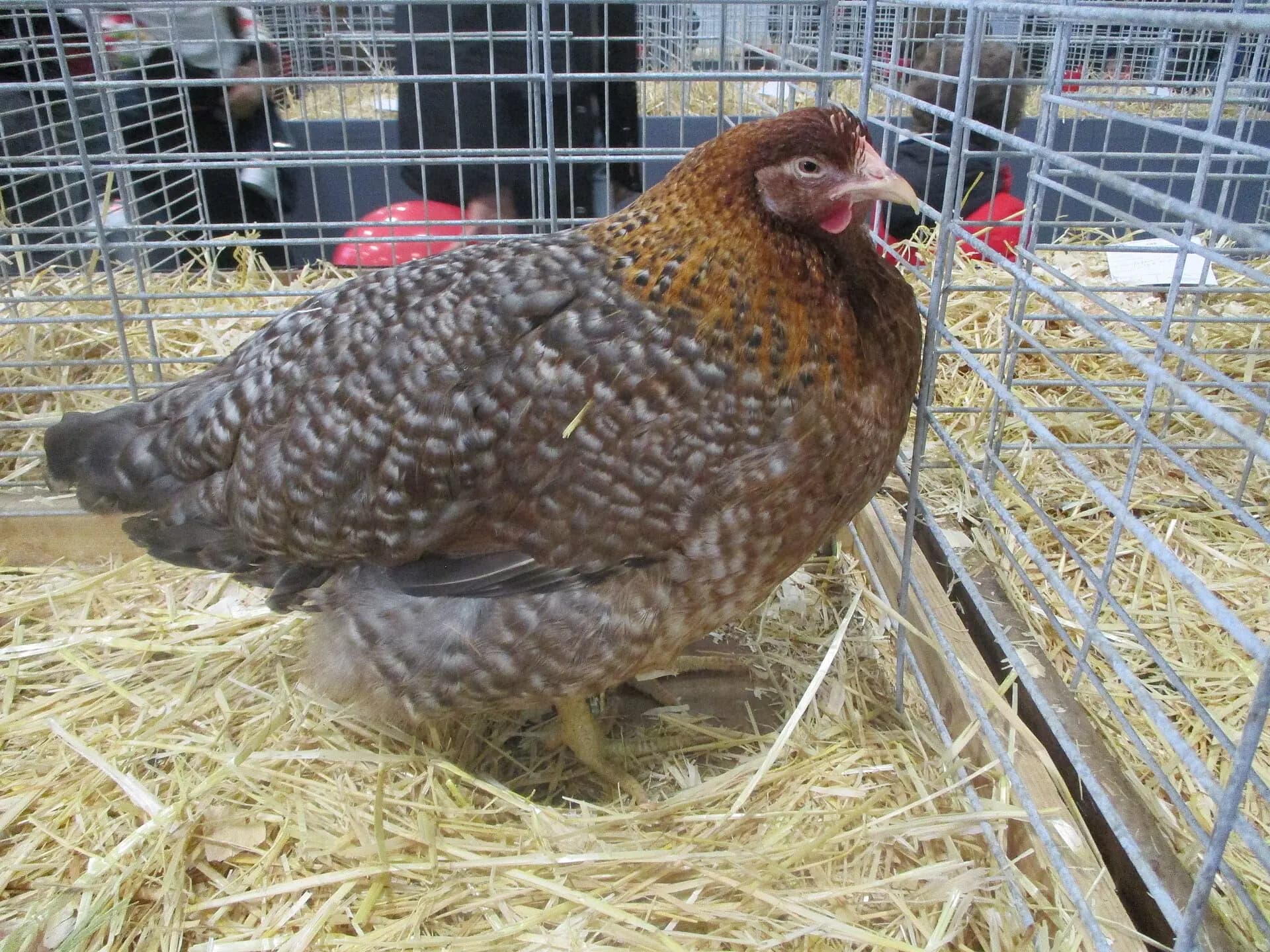Bielefelder Chicken Breed Guide: The Auto-Sexing Hen