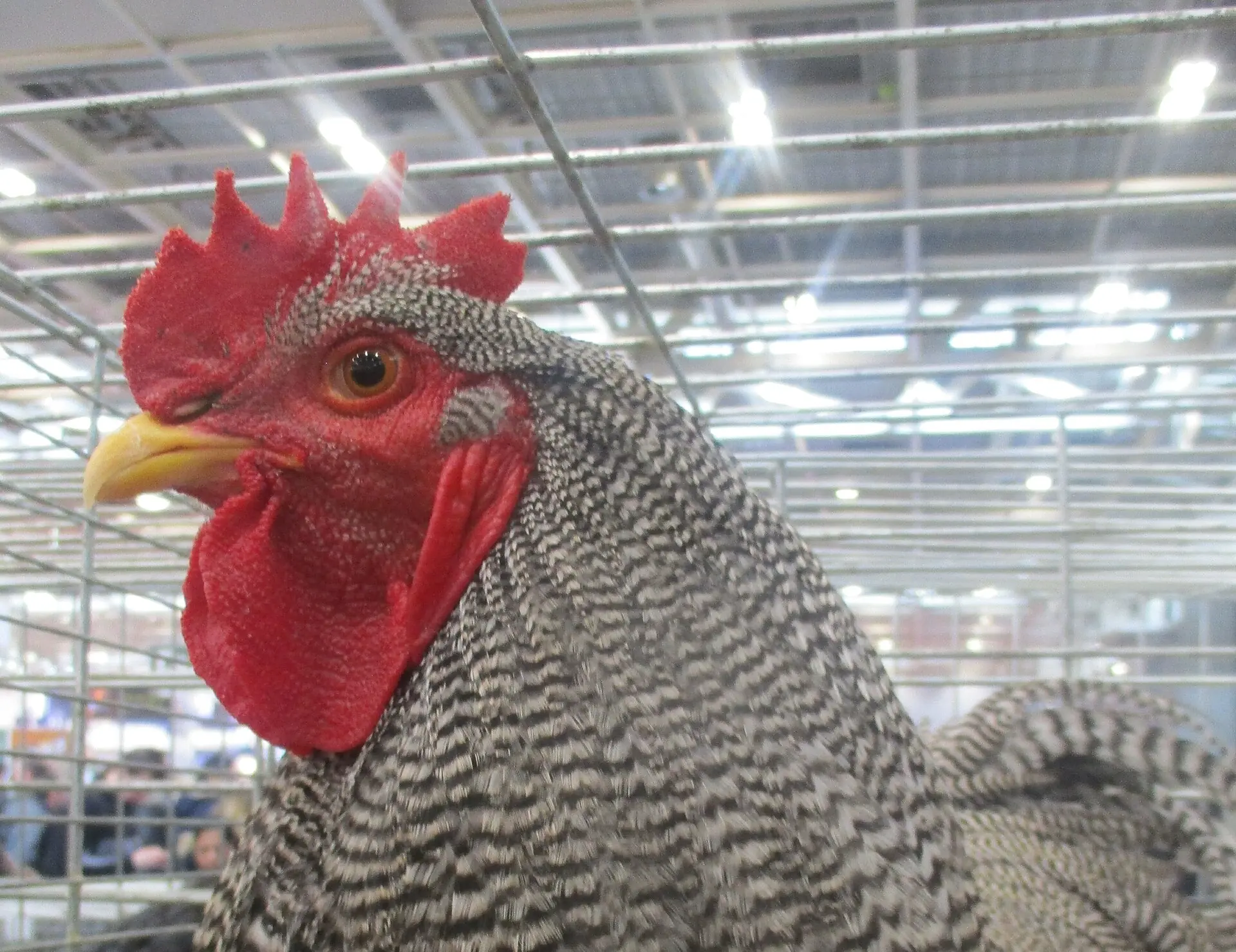 A Bielefelder rooster showing the bolder red-gold and barred plumage of the male bird