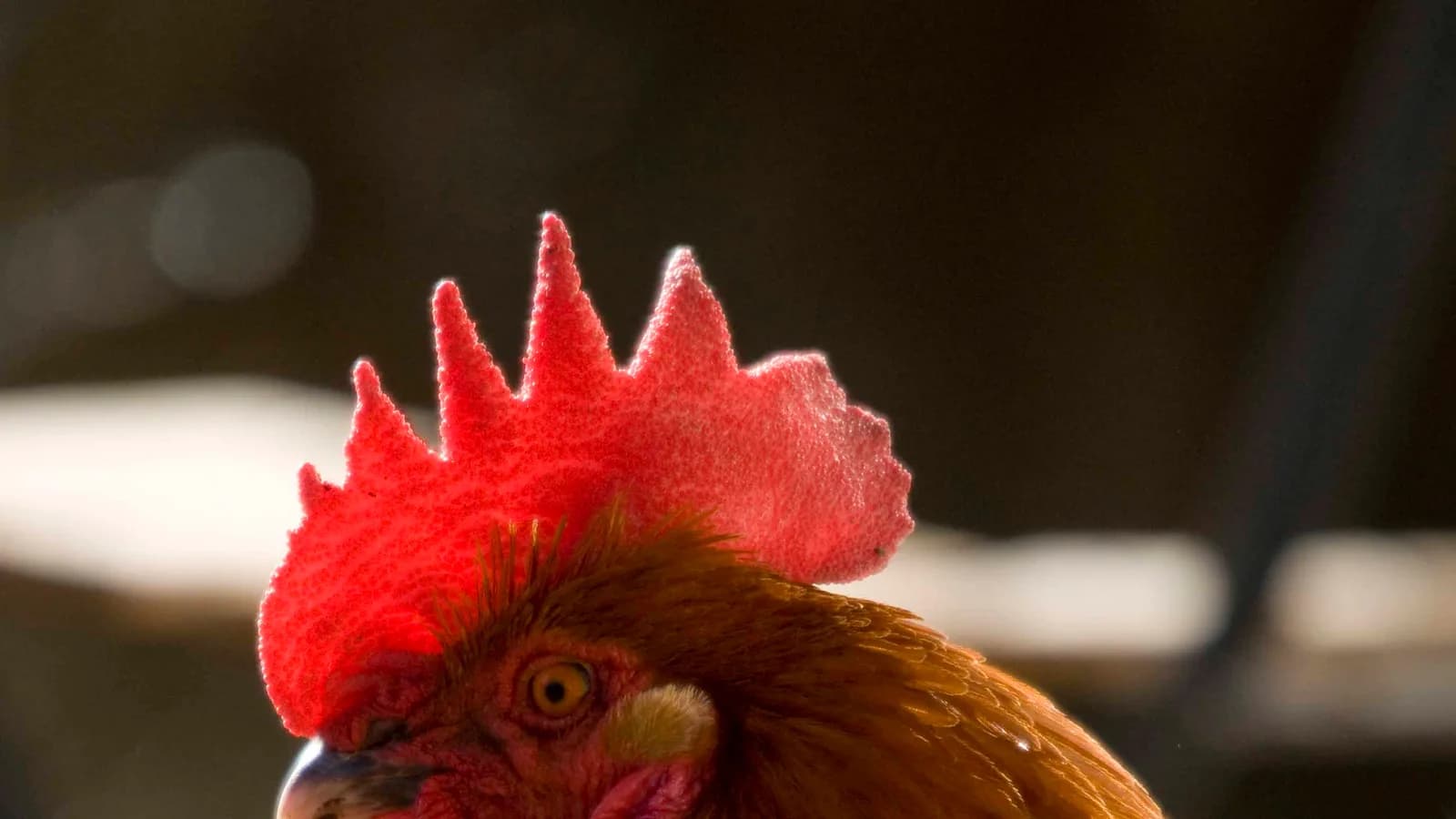 Black Copper Marans: Complete Breed Guide