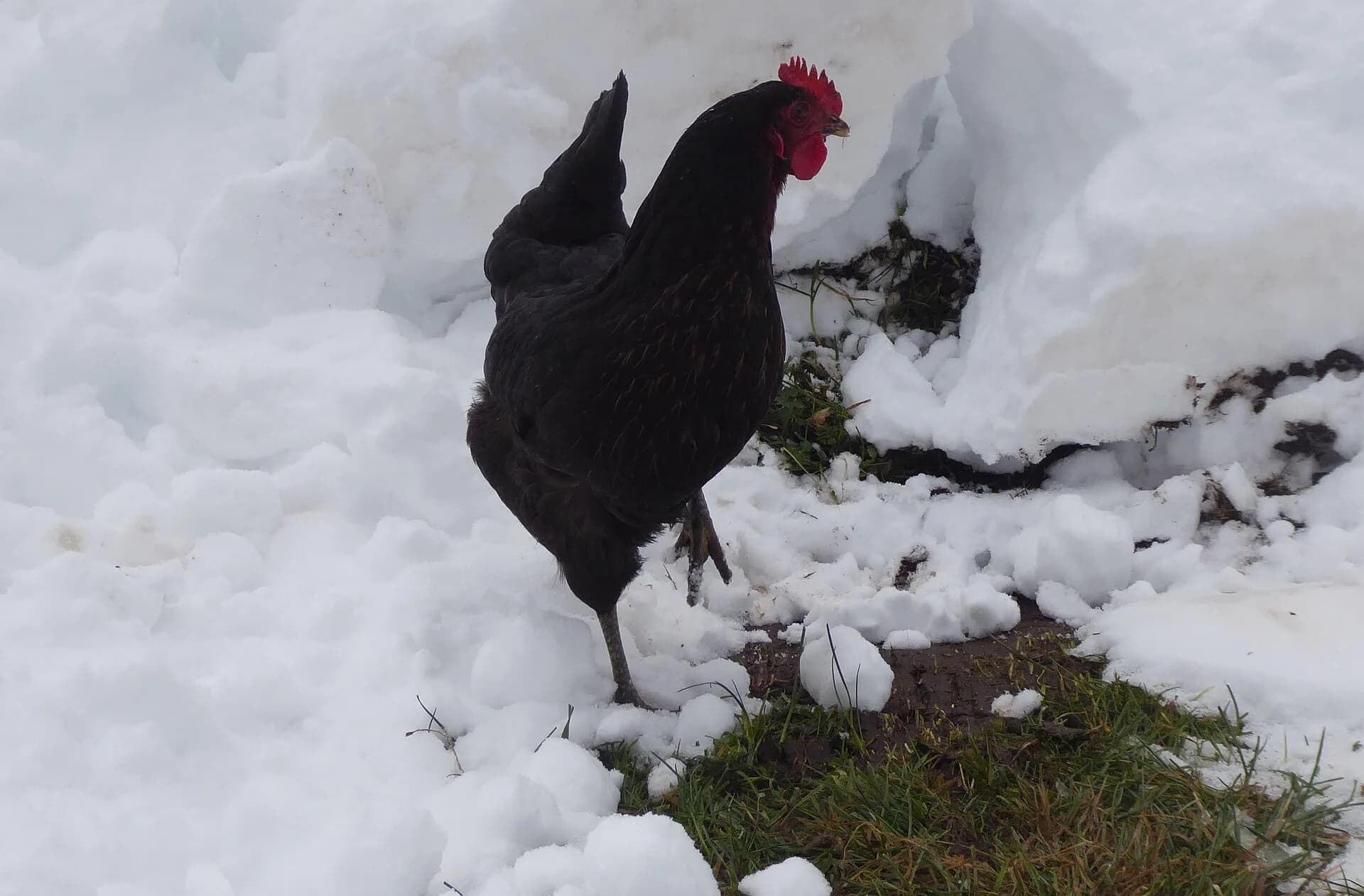 Best Chicken Coop Lights for Winter Laying (2026)