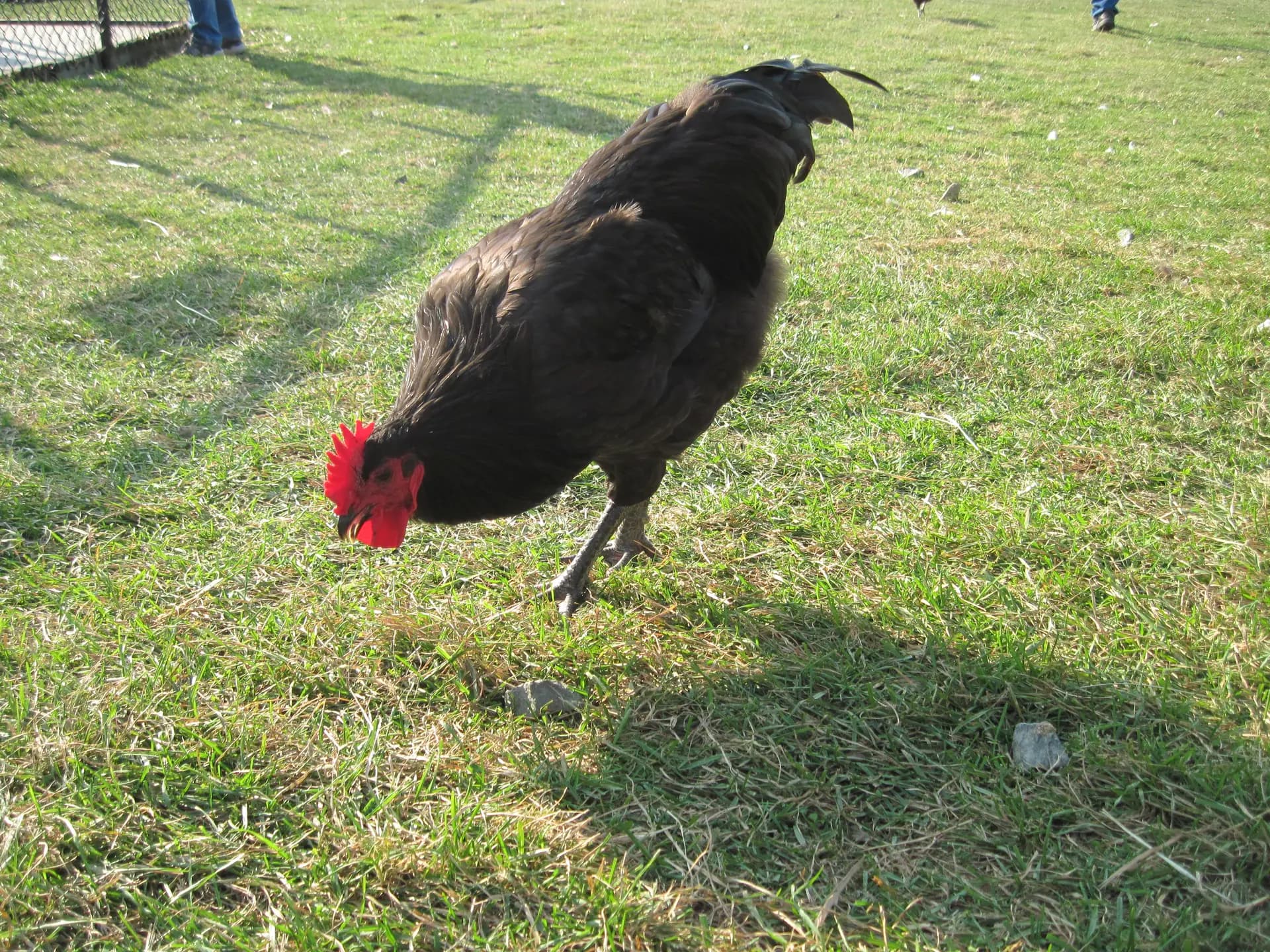 Black Sex Link Chicken: Eggs, Size, Temperament & Genetics