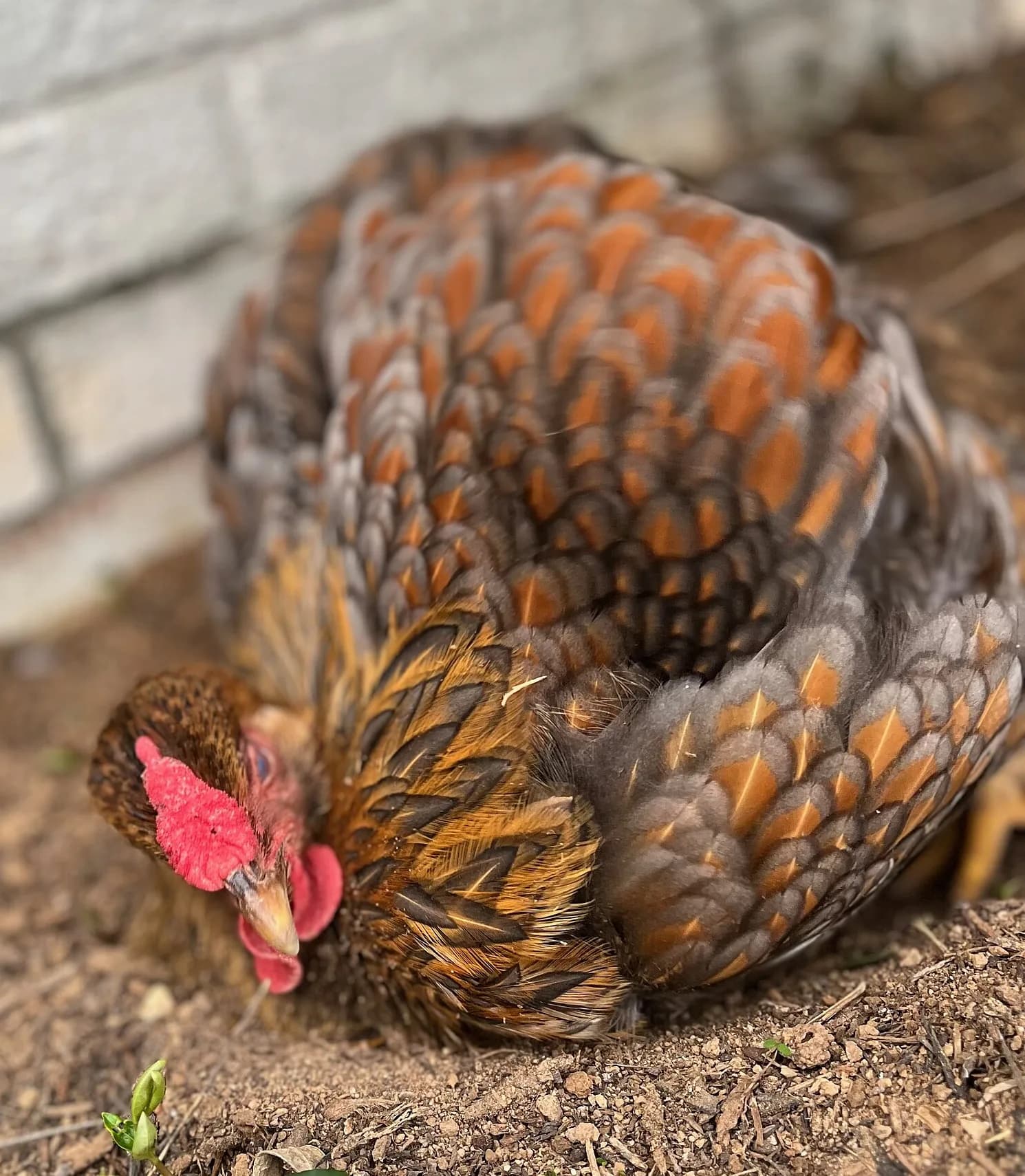 Blue Laced Red Wyandotte: Complete Breed Guide