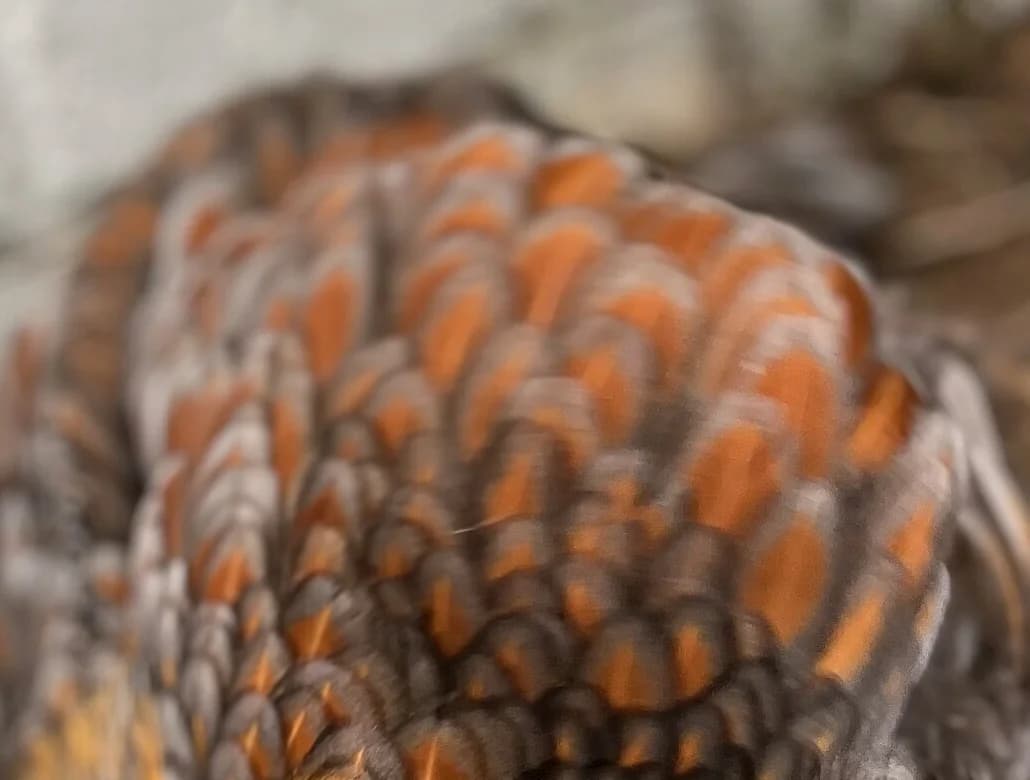 Close-up of a Blue Laced Red Wyandotte showing red feather centers edged in soft slate-blue lacing
