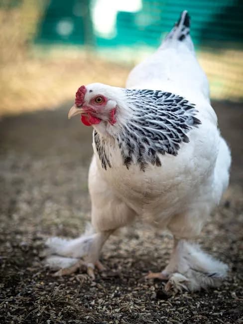 Brahma Chicken Breed Guide: Size, Eggs, Temperament