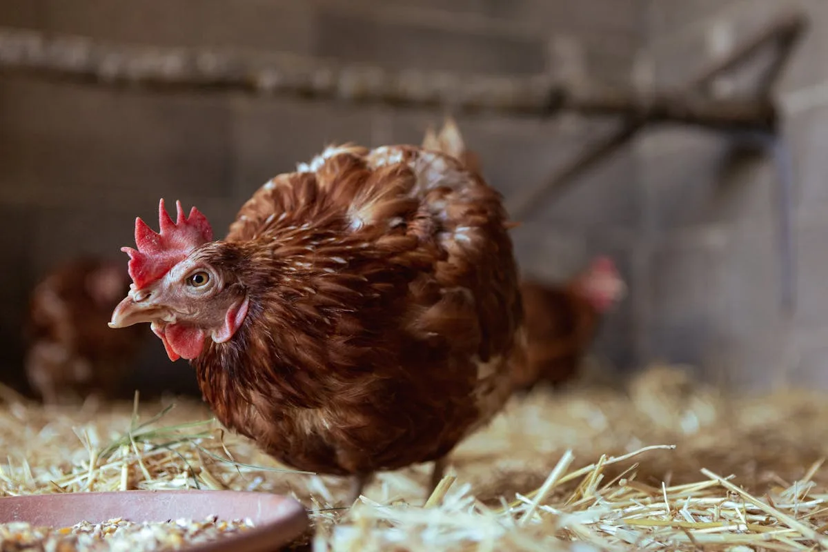 Speckled hen in a barn on straw bedding