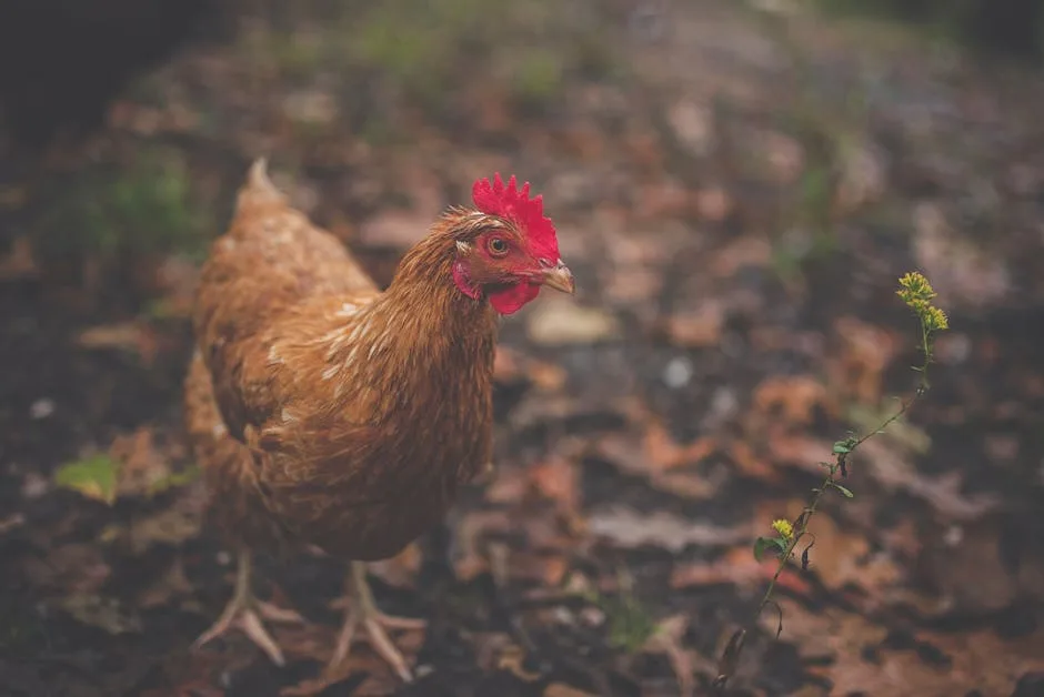 Brown hen free-ranging in a grassy yard