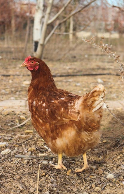 Best Chicken Dewormer: Treat and Prevent Worms (2026)