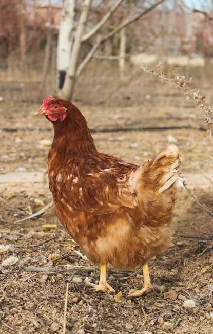 Lash Egg in Chickens: What It Means and What to Do