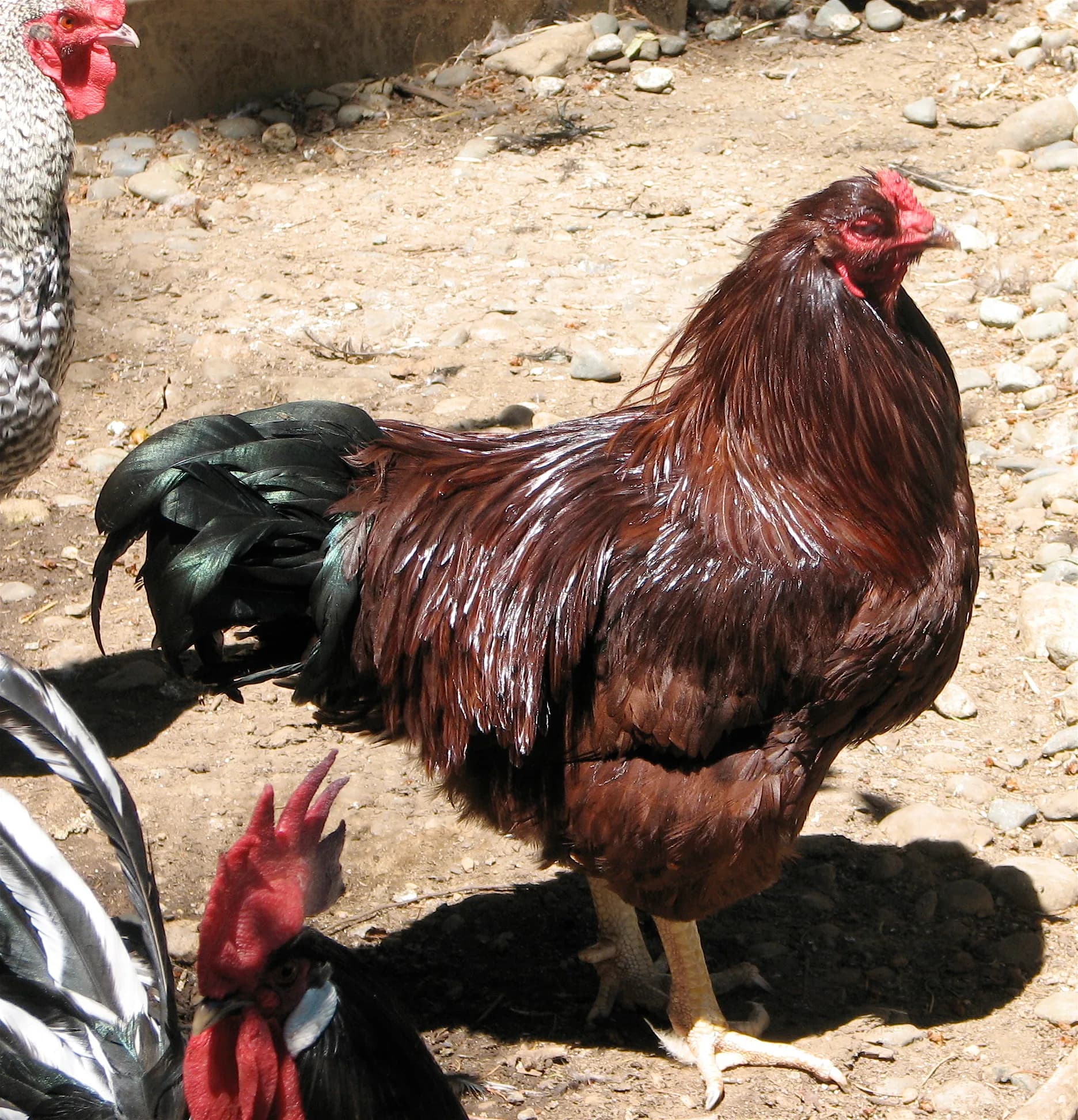Buckeye Chicken Breed Guide: Eggs, Size, Temperament