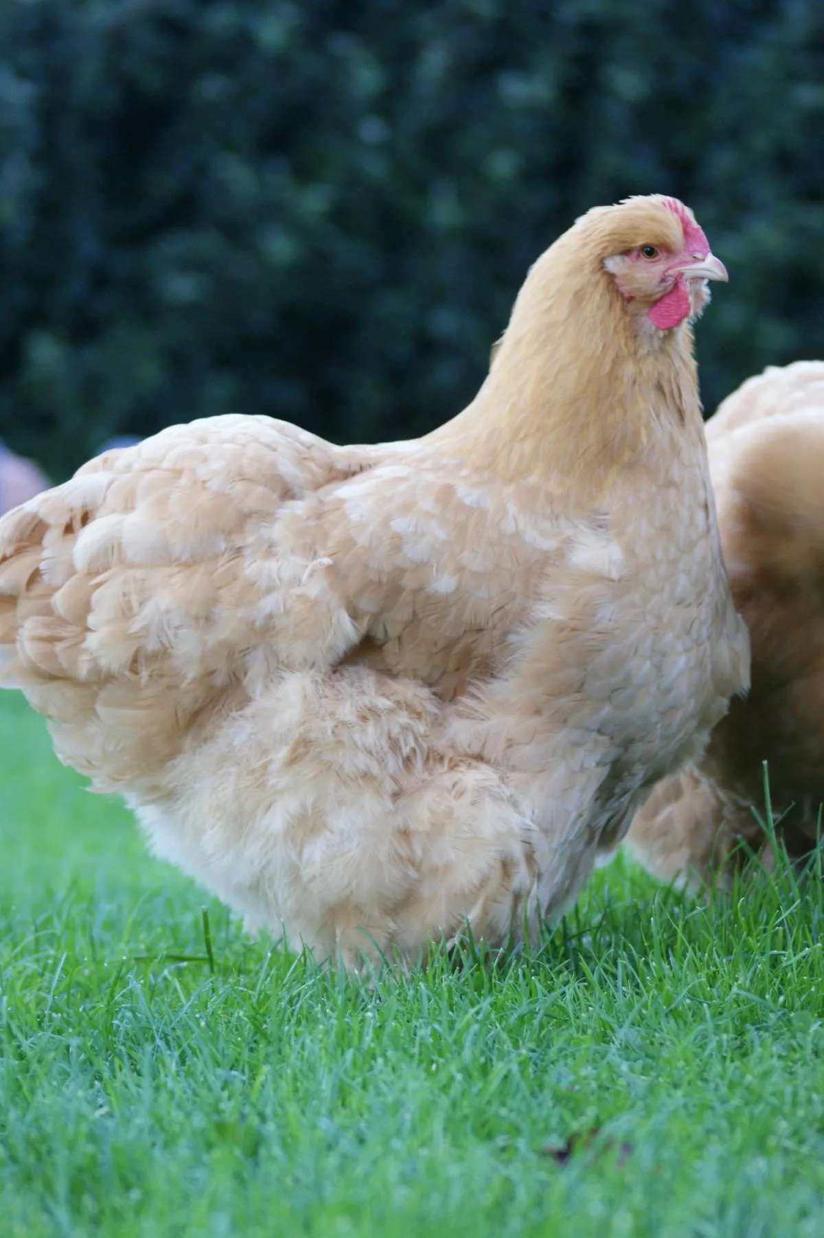 Buff Orpington Breed Guide: Eggs, Care, Temperament