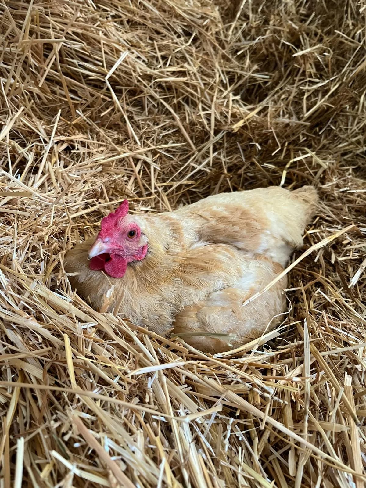 Chocolate Orpington Breed Guide: Genetics, Eggs, Care