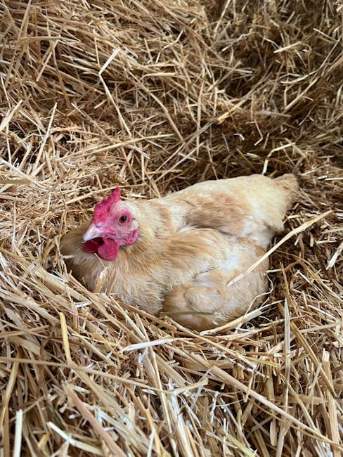 Buff Orpington chicken nesting comfortably in straw