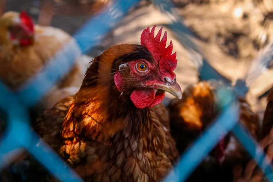 Chickens safe behind hardware-cloth fencing, the real first line of defense